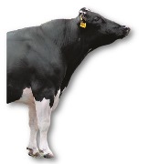 Holstein Bulle Kl